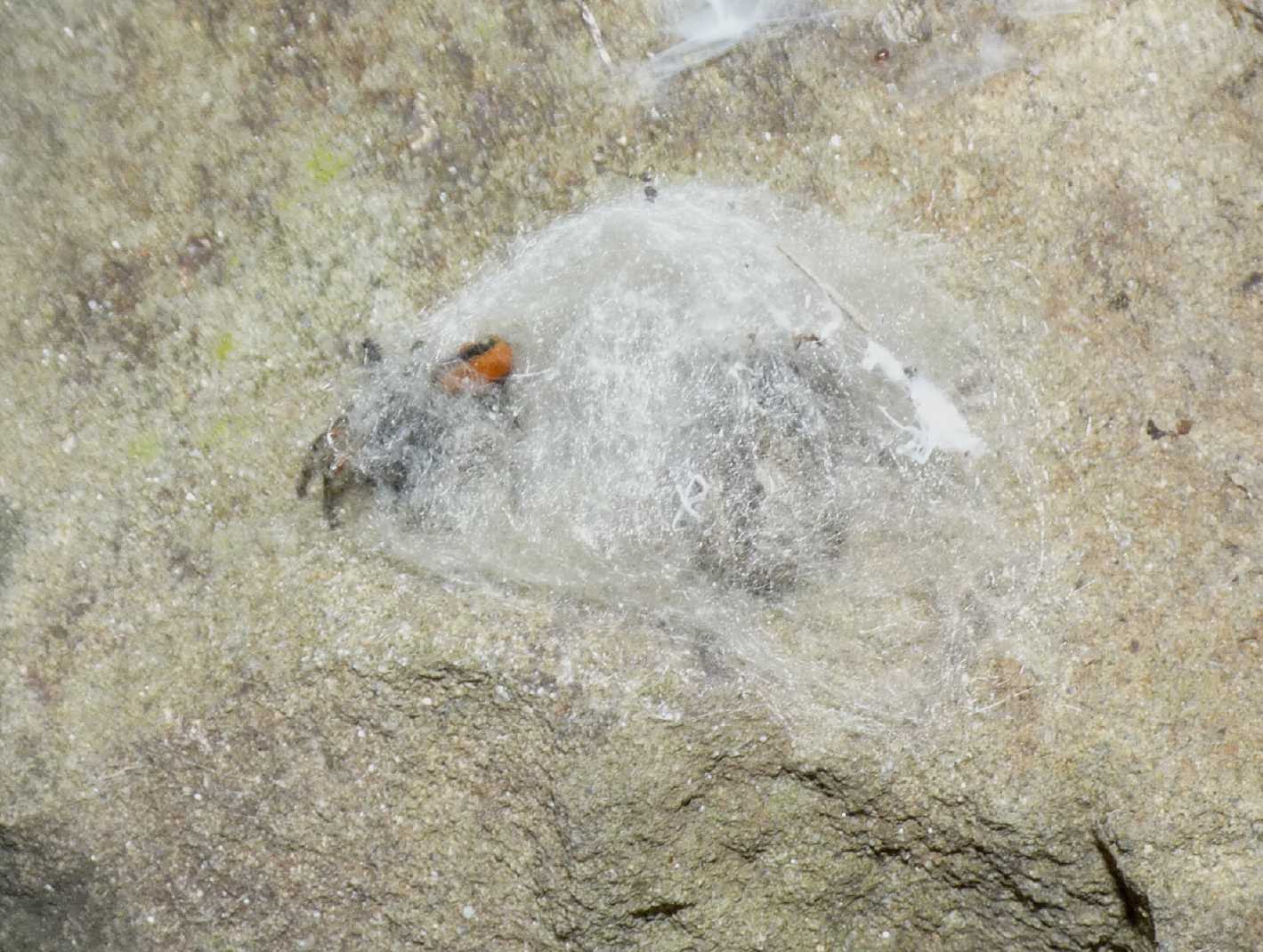 Philaeus chrysops: coppia preoccupata